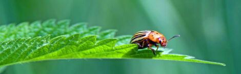 Organic Pest Control Series: Common Garden Pests Image